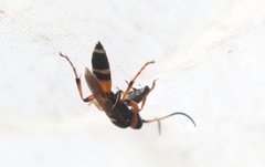 Ichneumon sarcitorius