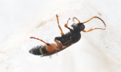 Ichneumon sarcitorius