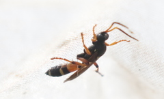 Ichneumon sarcitorius