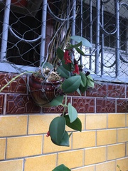 Aeschynanthus radicans