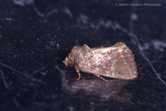 Elusa antennata