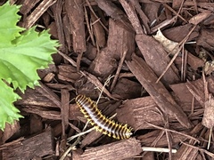Apheloriini
