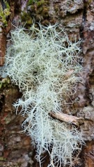 Usnea ciliifera