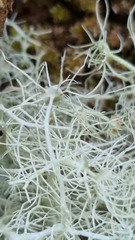Usnea ciliifera
