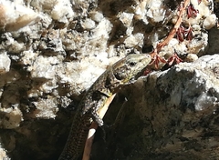 Podarcis guadarramae