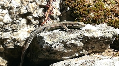 Podarcis guadarramae