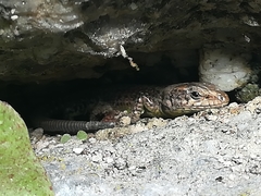 Podarcis guadarramae