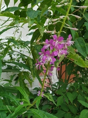 Chamaenerion angustifolium