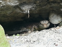 Podarcis guadarramae