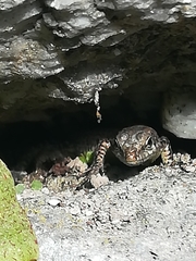 Podarcis guadarramae