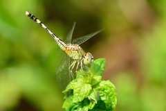Diplacodes trivialis
