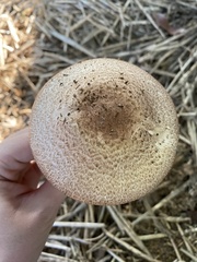 Agaricus subrufescens