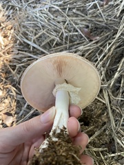 Agaricus subrufescens