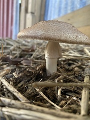 Agaricus subrufescens