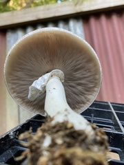 Agaricus subrufescens