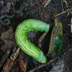 Platysphinx piabilis