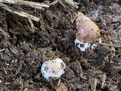 Agaricus subrufescens