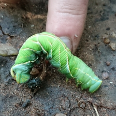 Platysphinx piabilis