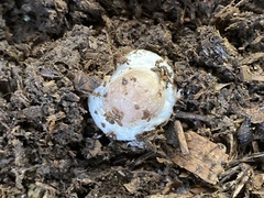 Agaricus subrufescens