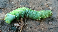 Platysphinx piabilis