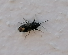 Megalonotus sabulicola