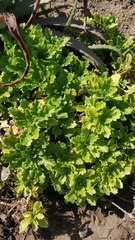 Argyranthemum pinnatifidum subsp. succulentum image