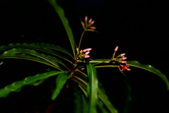 Myrsinoideae