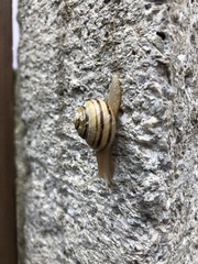 Cepaea nemoralis