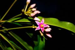 Myrsinoideae