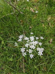 Ornithogalum umbellatum