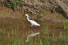 Egretta garzetta