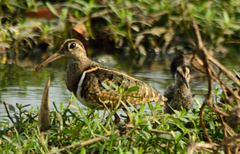 Rostratula benghalensis