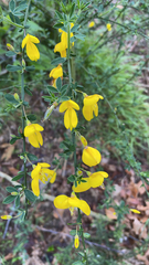 Cytisus scoparius