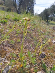 Ophrys exaltata arachnitiformis