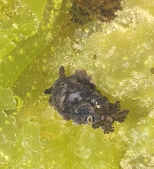 Dendrodoris temarana