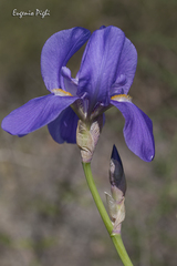 Iris pallida cengialti