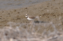 Charadrius dubius