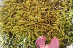 Triquetrella tristicha