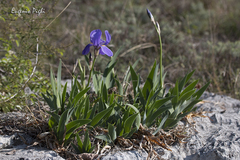 Iris pallida cengialti