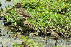Rostratula benghalensis