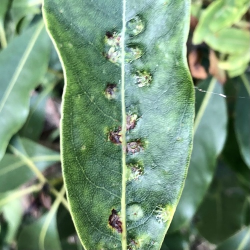 Pittosporum leaf-gall fly photo 3