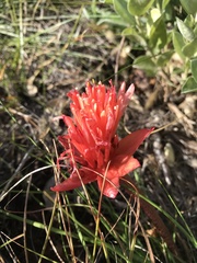 Haemanthus