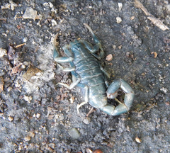 Uroplectes flavoviridis
