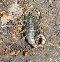 Uroplectes flavoviridis