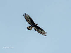 Pernis ptilorhynchus orientalis