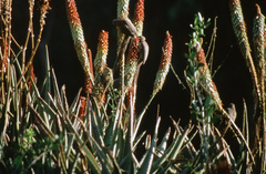 Colius striatus integralis