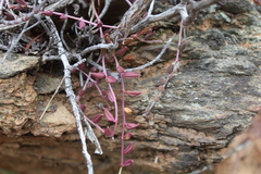 Curio radicans