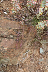 Curio radicans