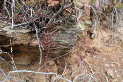 Curio radicans