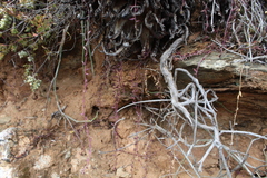 Curio radicans
